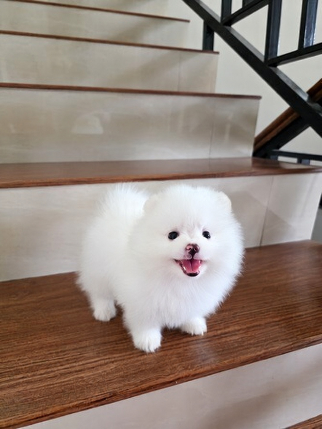 Pomeranian di Jakarta Selatan