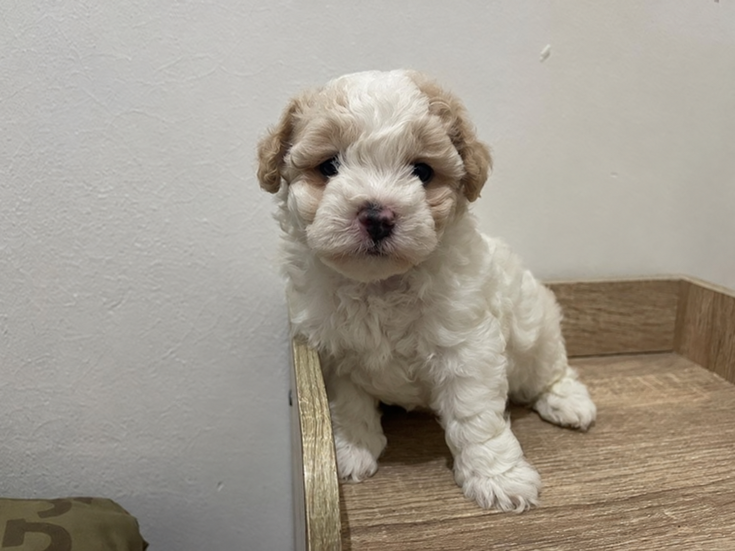 Jual Poodle Tiny Parti Color Jantan di Tangerang