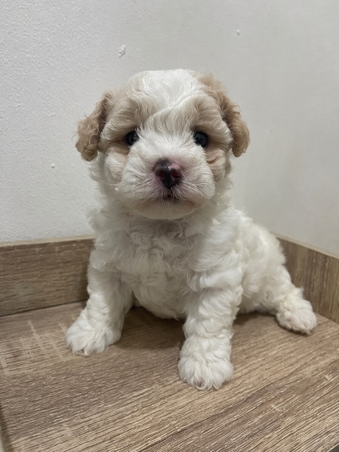 Foto Poodle tiny parti color jantan di Tangerang 2