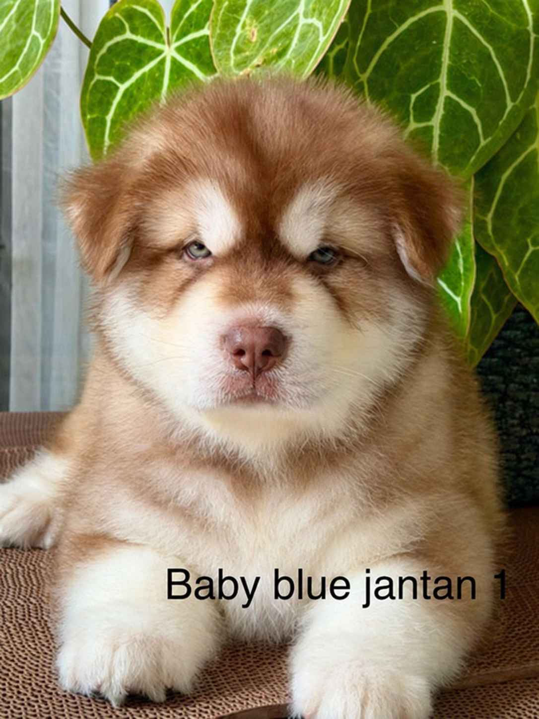 Jual Puppy Alaskan Malamute Jantan Bloodline China di Depok