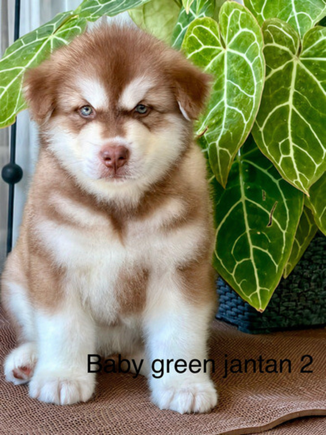 Puppy Alaskan Malamute jantan Baby Green
