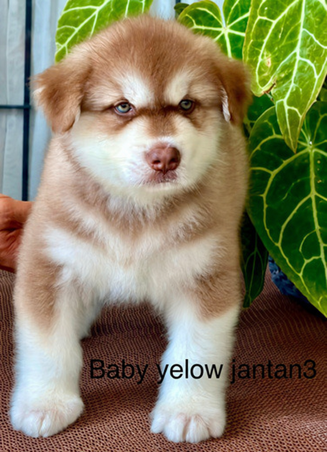 Puppy Alaskan Malamute jantan Baby Yellow