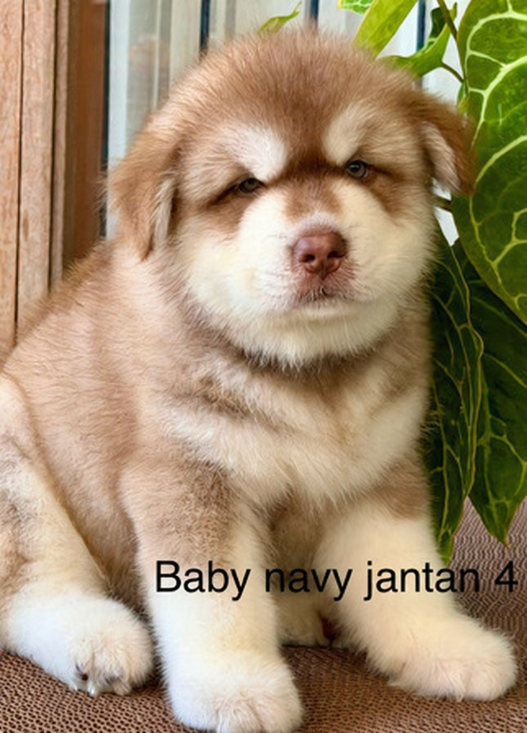 Puppy Alaskan Malamute jantan Baby Navy