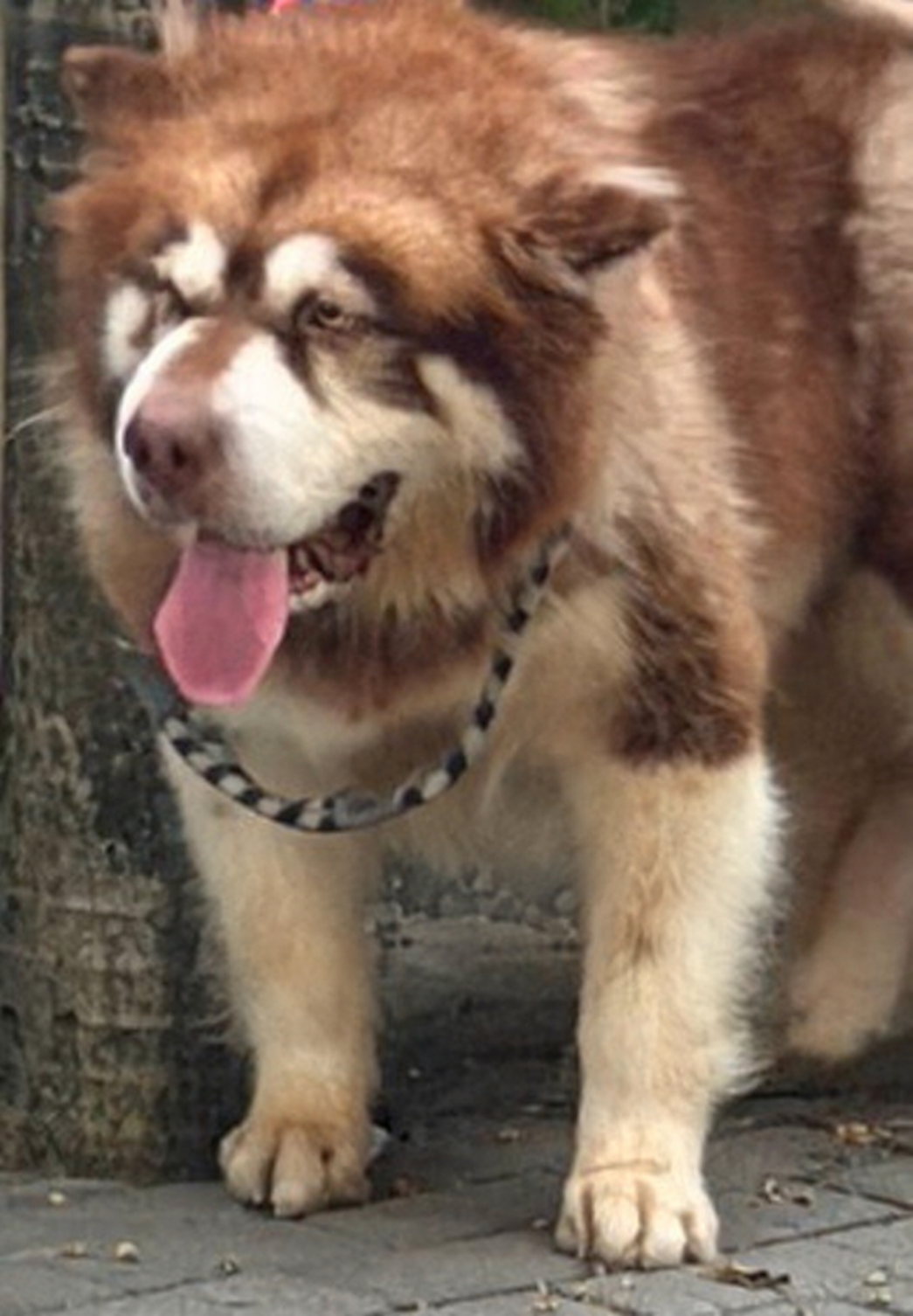 Induk betina Alaskan Malamute