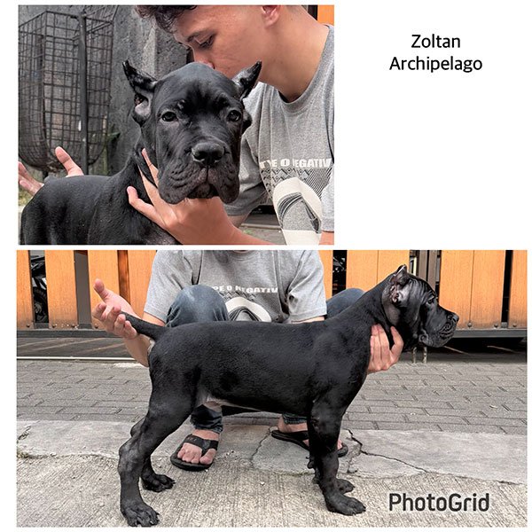 Galeri Cane Corso Archipelago di Bandung