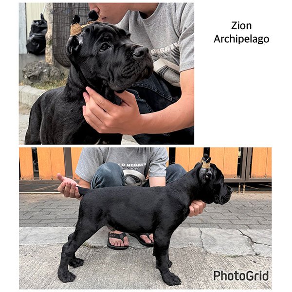 Galeri Cane Corso Archipelago di Bandung
