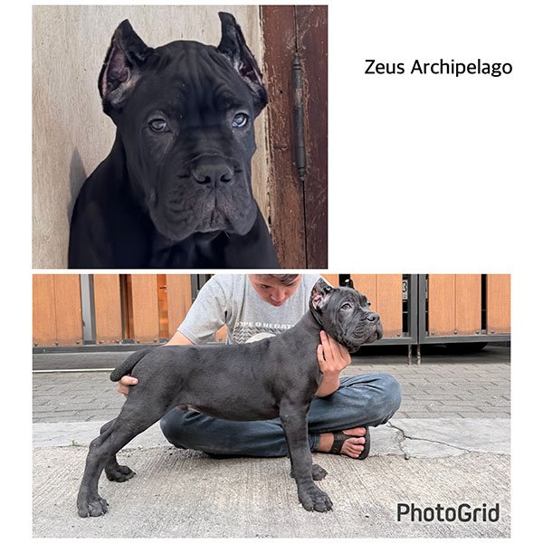 Galeri Cane Corso Archipelago di Bandung