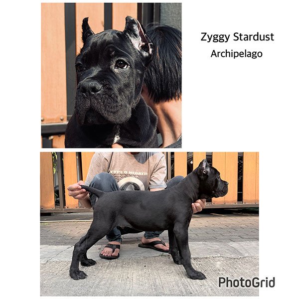 Galeri Cane Corso Archipelago di Bandung
