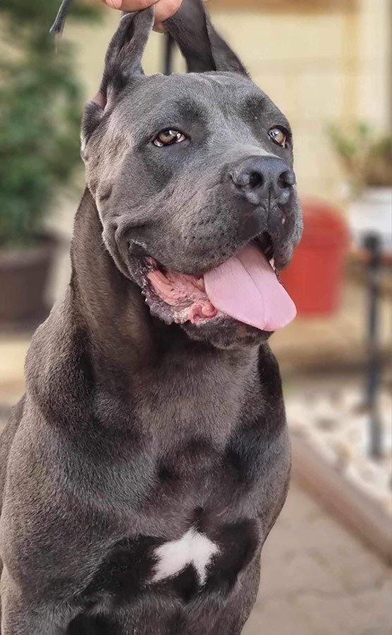 Galeri Cane Corso Archipelago di Bandung