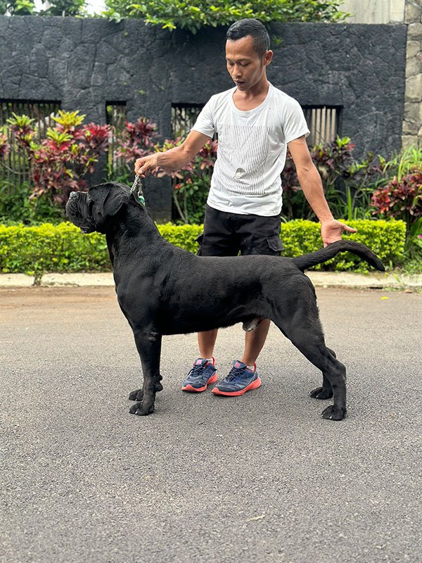 Galeri Cane Corso Archipelago di Bandung