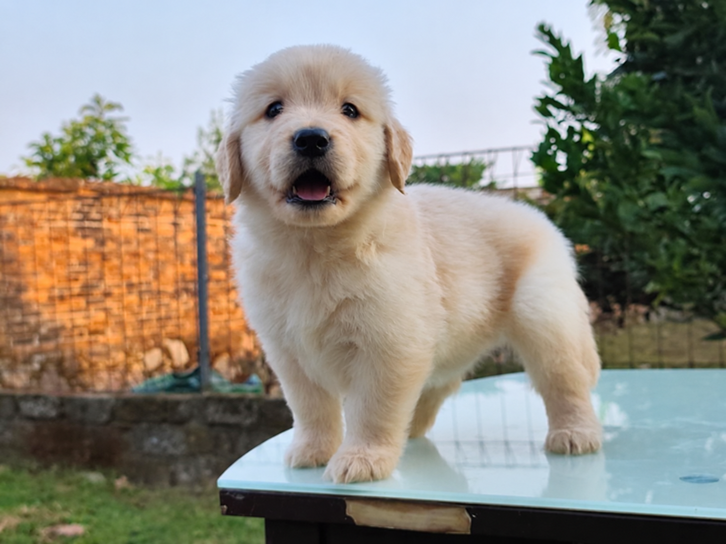 Jual Puppy Golden Retriever Jantan dan Betina di Bandung