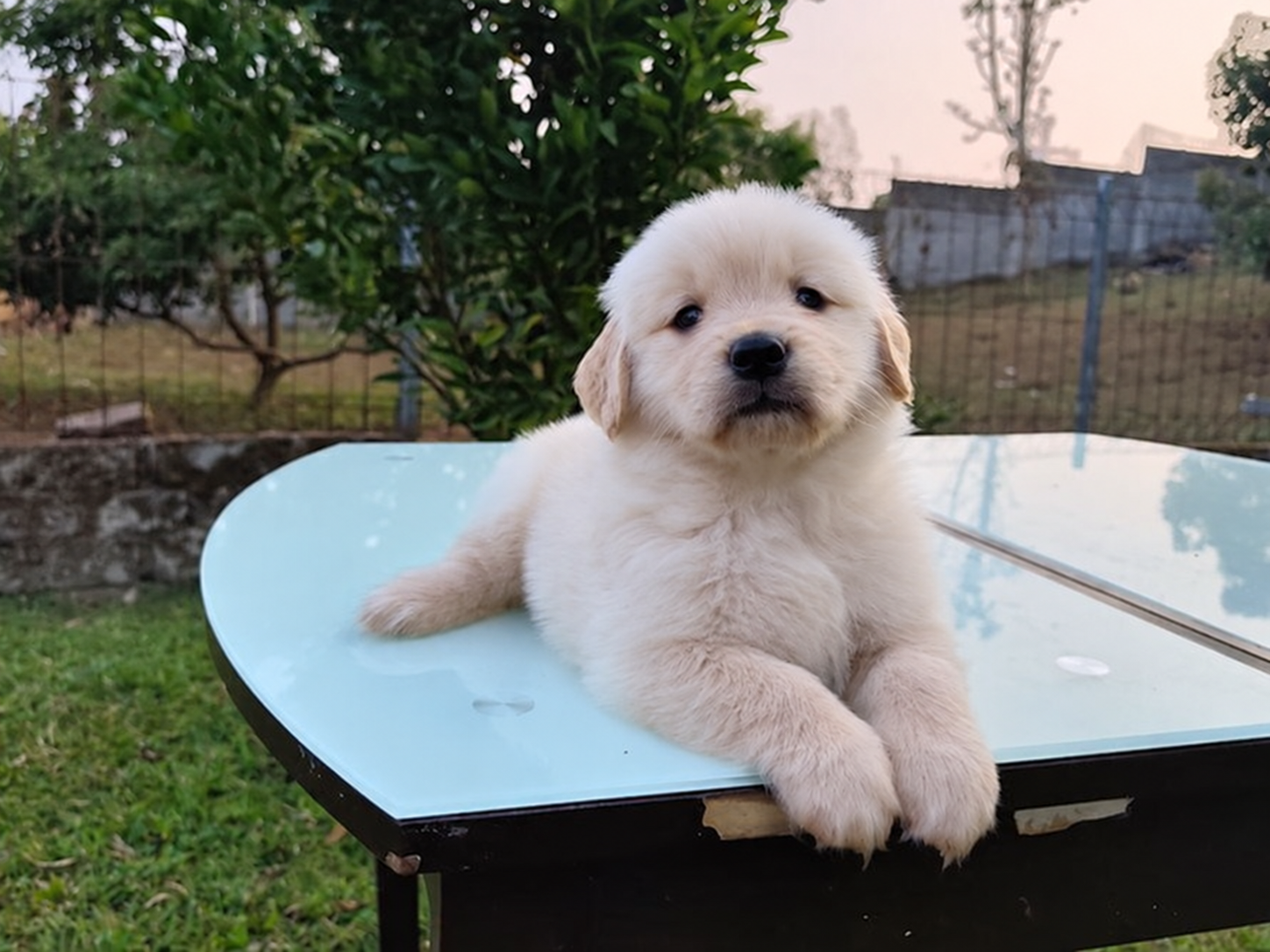 Puppy Golden Retriever di Bandung