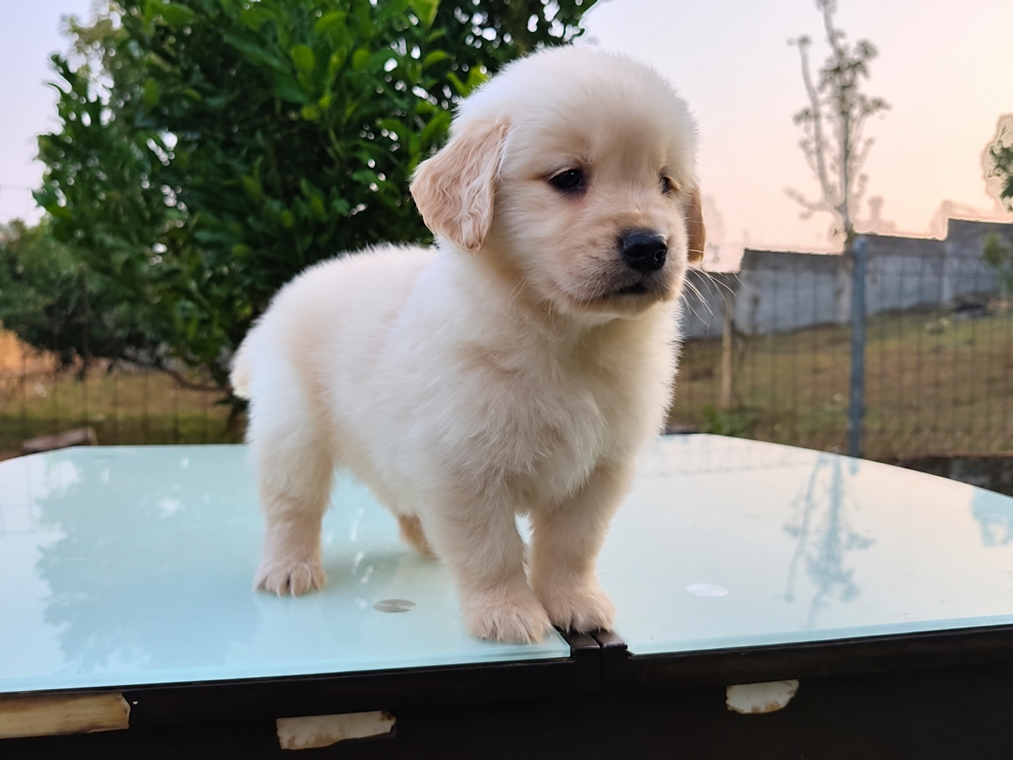 Puppy Golden Retriever di Bandung