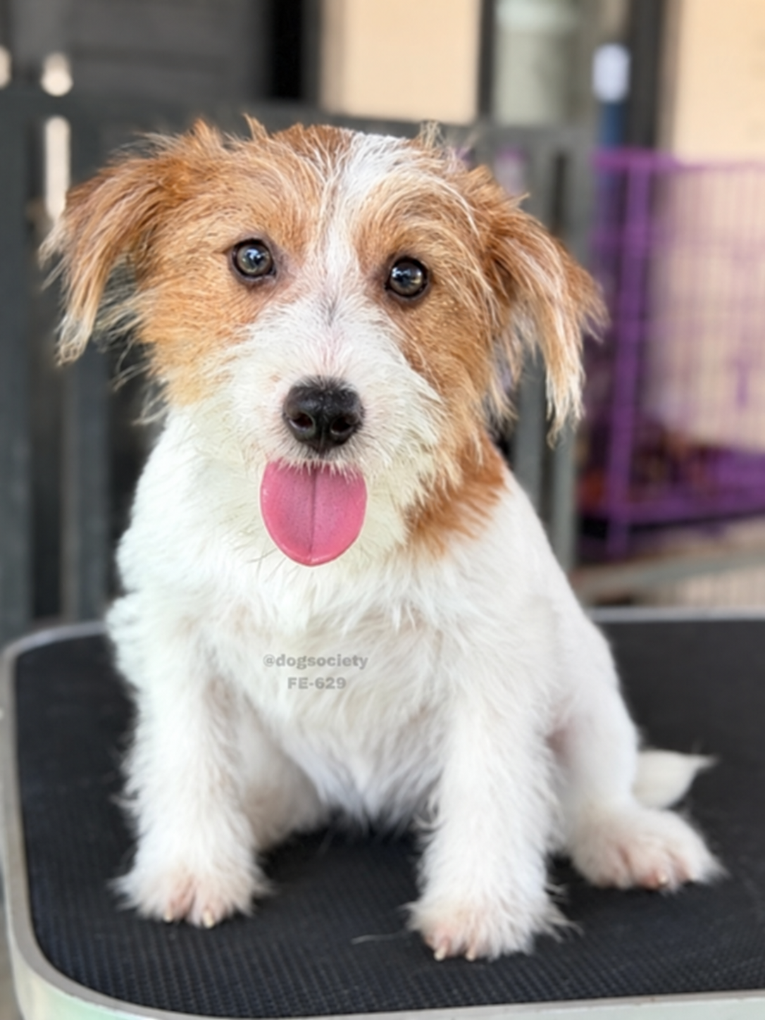 Jack Russell Terrier rough coat di Bali