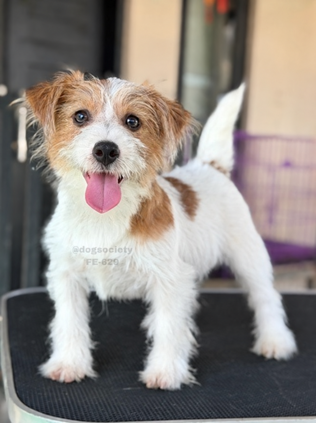 Jack Russell Terrier rough coat di Bali