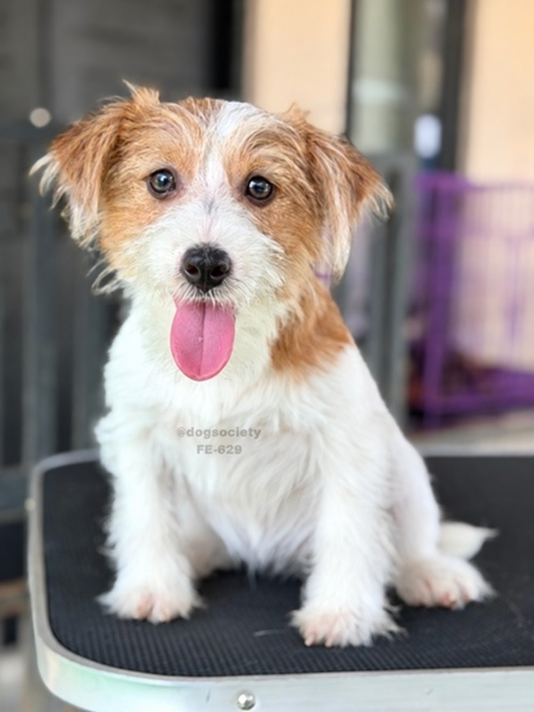 Jack Russell Terrier rough coat di Bali