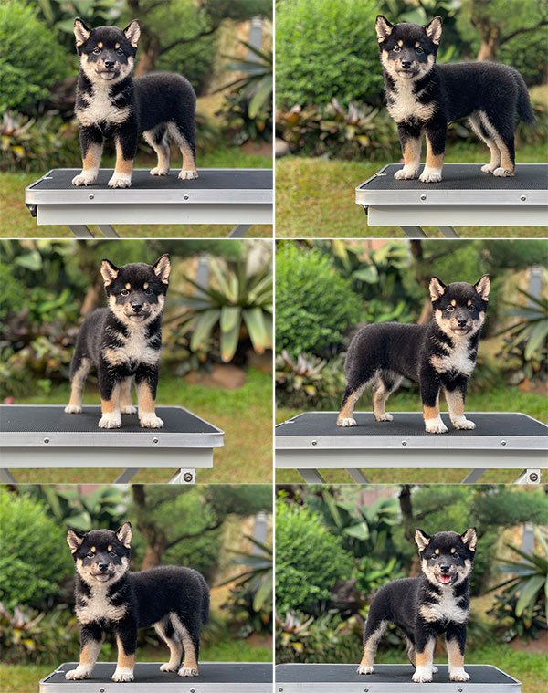 Jual Puppy Shiba Inu Betina Umur 2 Bulan di Jakarta