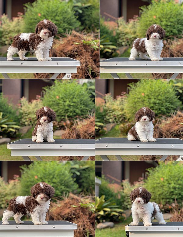 Jual Puppy Tiny Parti Choco Poodle Jantan Betina 2 Bulan di Jakarta
