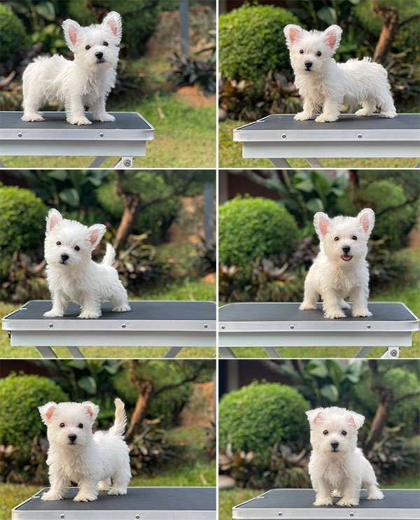 Jual 7 Puppy West Highland Terrier Jantan Betina 2 Bulan di Jakarta