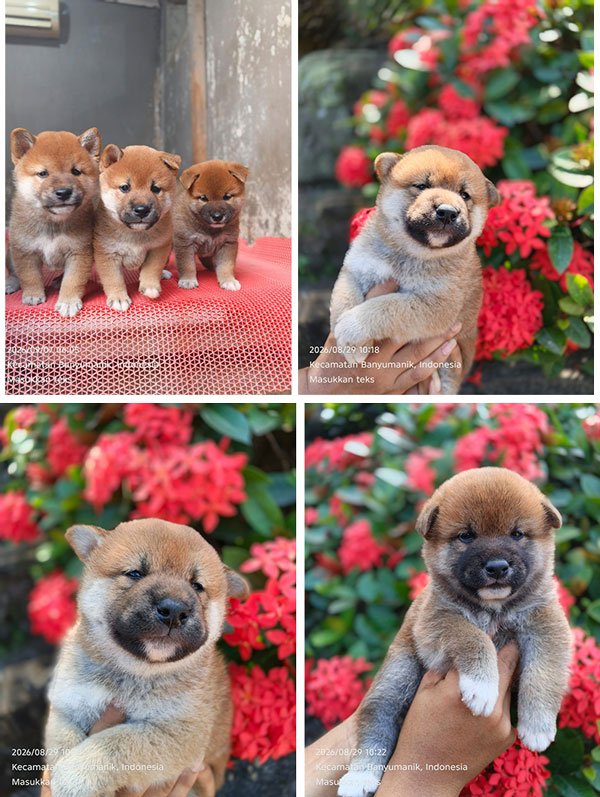Jual 3 Anakan Shiba Inu Jantan di Banyumanik Semarang