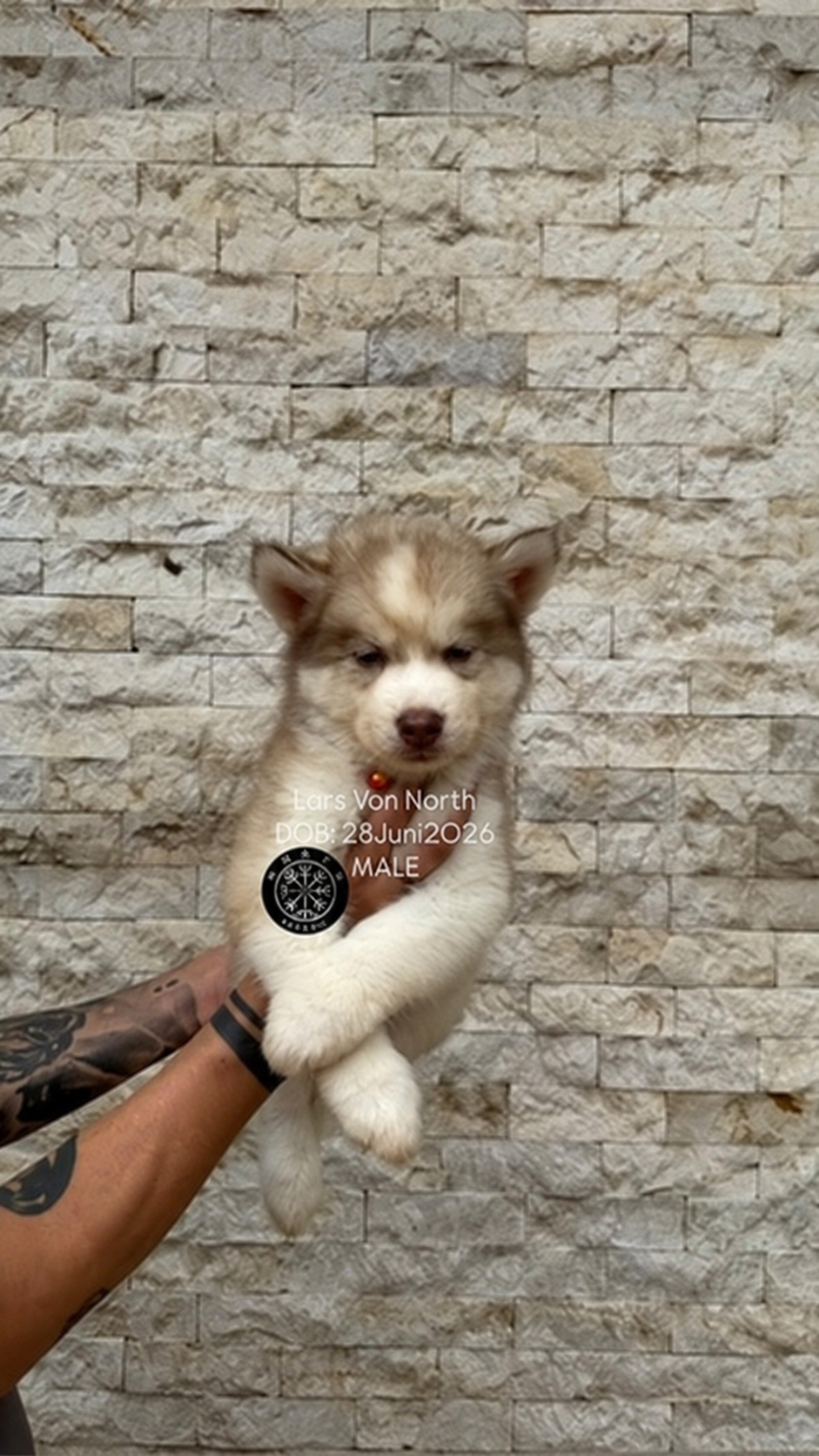 Lars von North, puppy Siberian Husky jantan