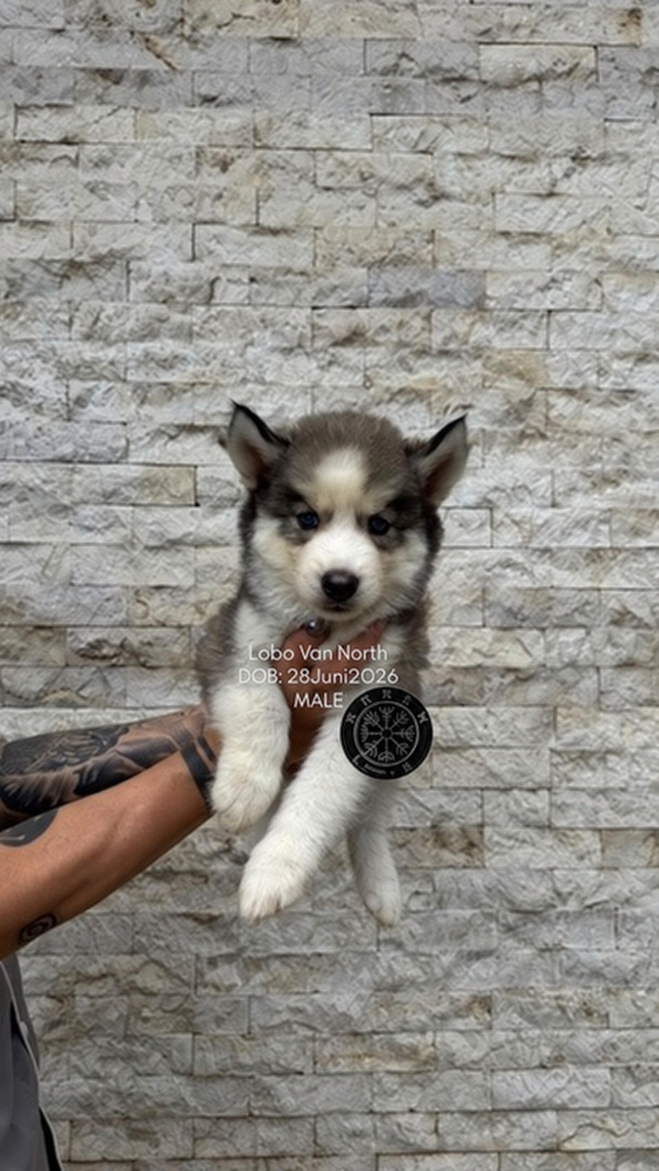 Lobo von North, puppy Siberian Husky jantan