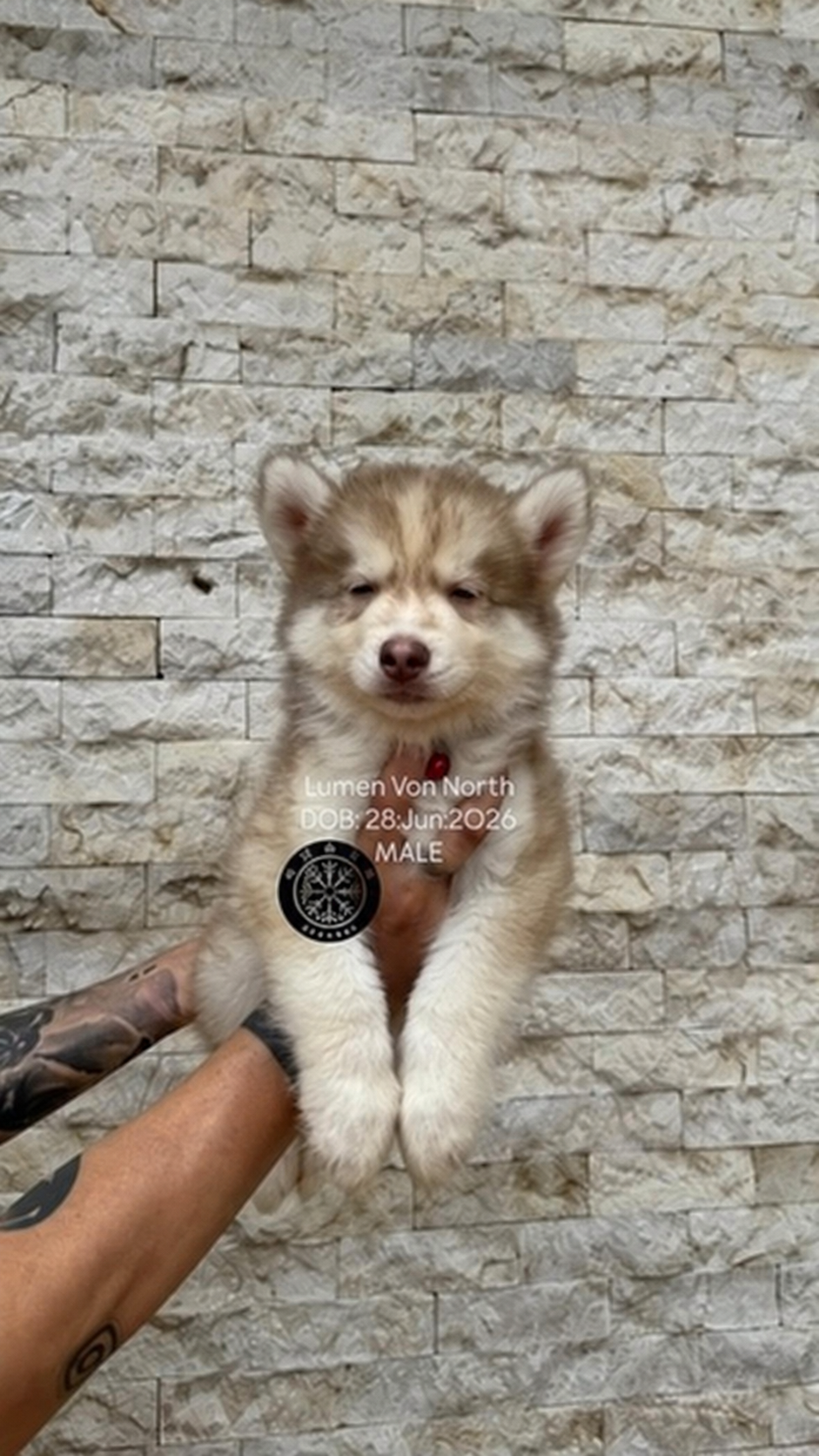 Lumen von North, puppy Siberian Husky jantan