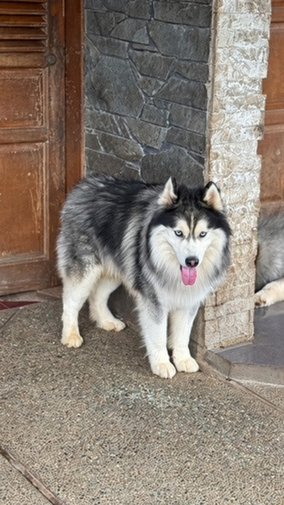 Hermes von North, pejantan Siberian Husky