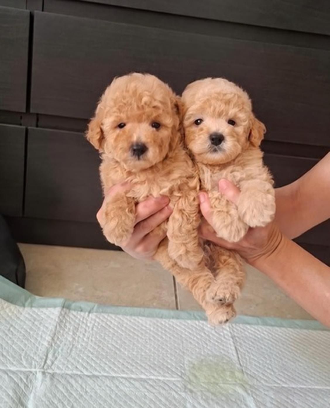 Jual Super Tiny Poodle Jantan dan Betina di Serpong