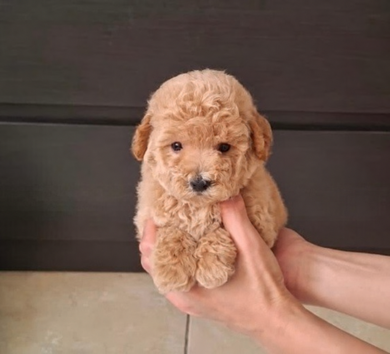 Puppy super tiny Poodle di Serpong