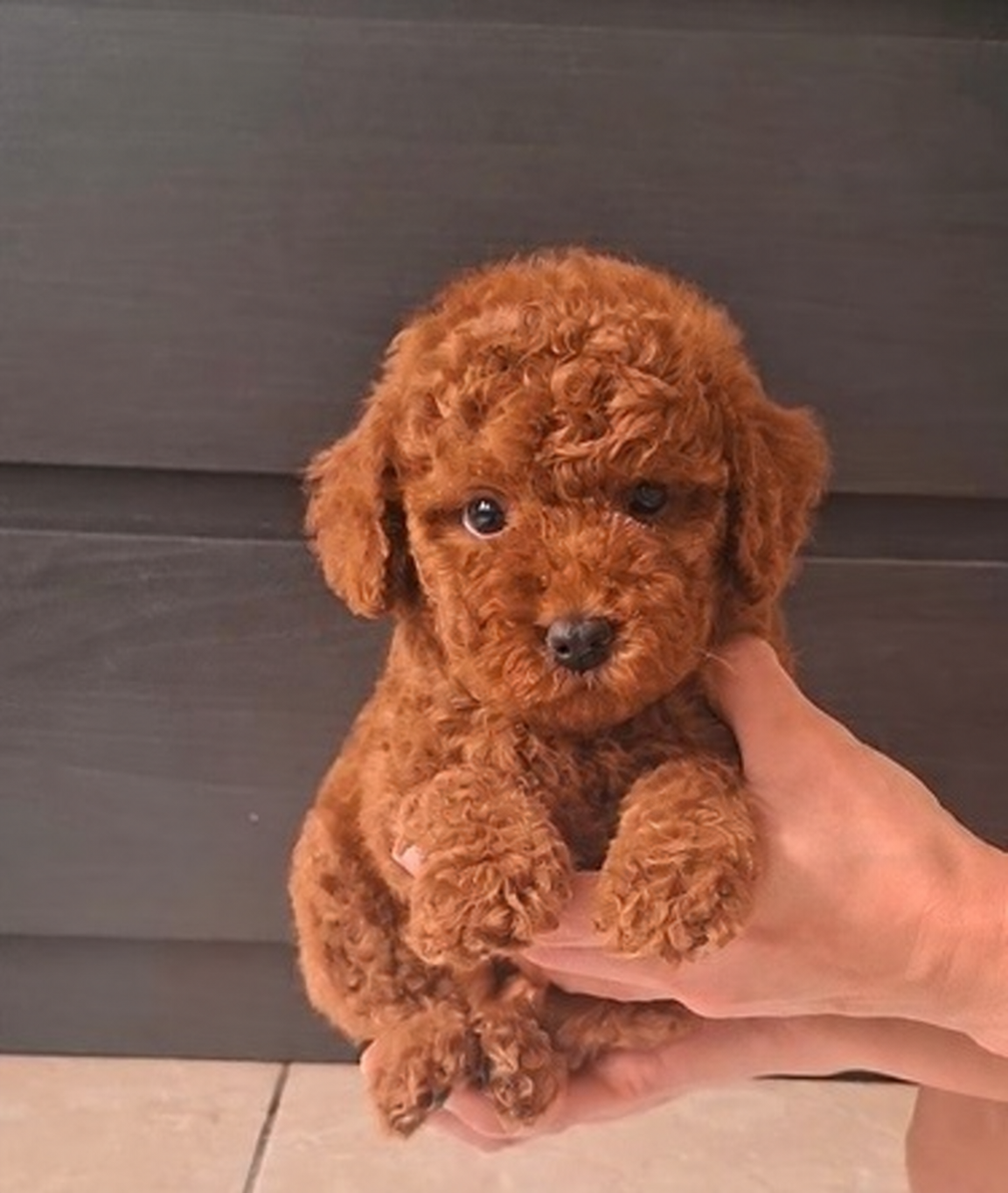 Puppy super tiny Poodle bloodline Korea
