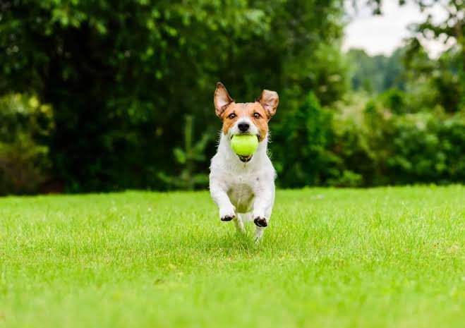 10 Anjing yang Sangat Mudah Dilatih: Cerdas, Responsif, dan Cepat Belajar
