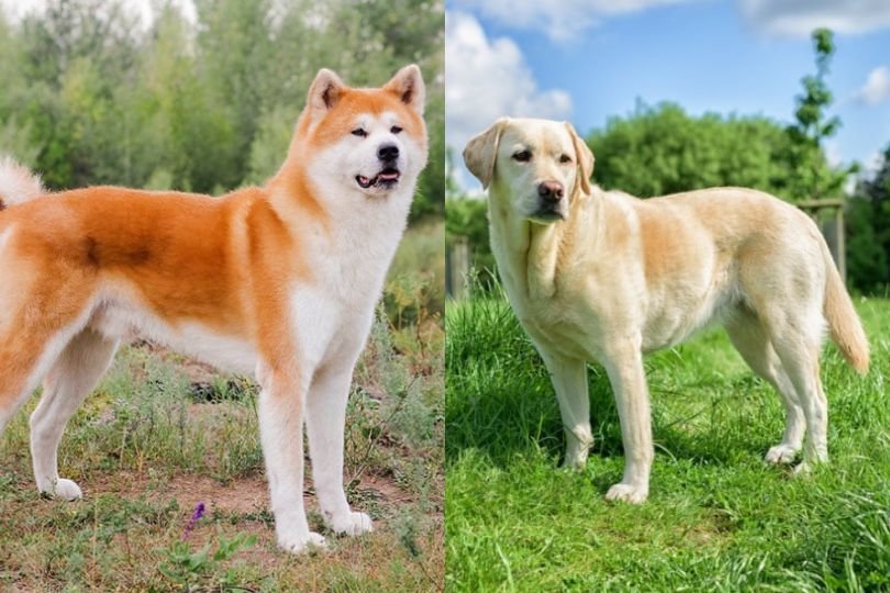 Benarkah Akita Kurang Penyayang? Penelitian Membandingkannya dengan Labrador
