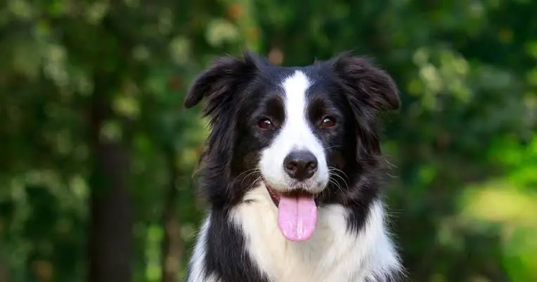 Border Collie dan German Shepherd untuk Pemilik Aktif
