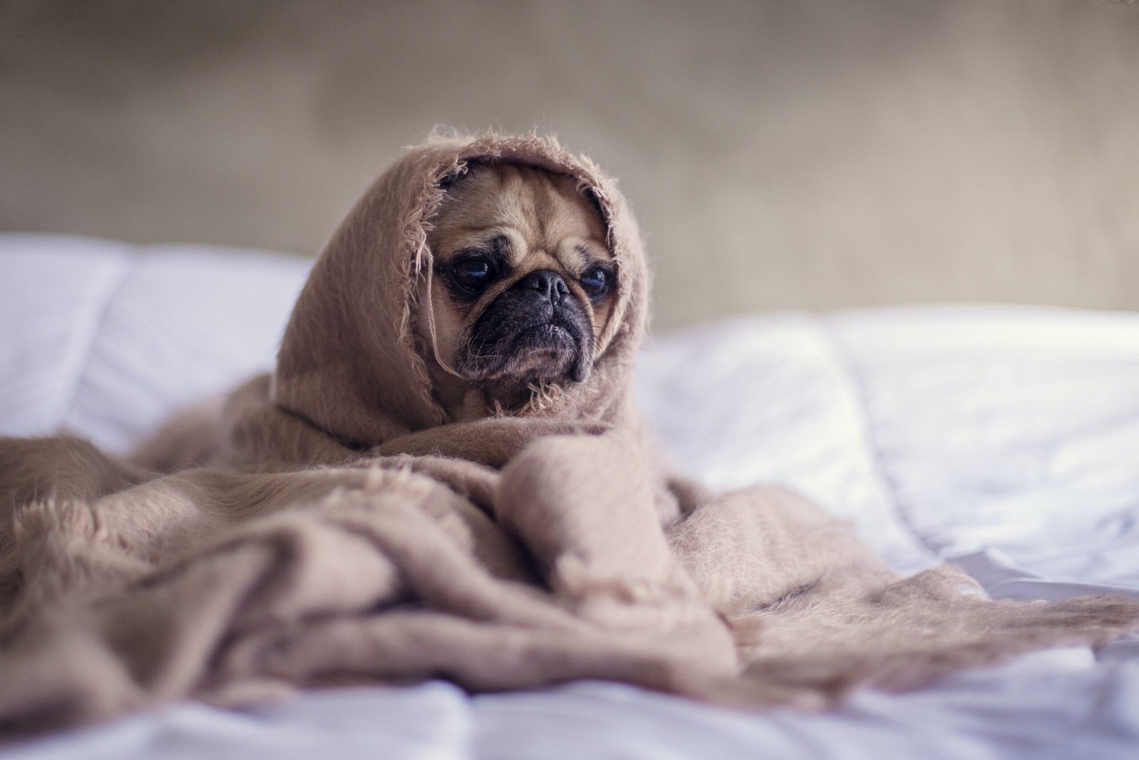 Cara Membaca Tanda Anjing Stres di Rumah