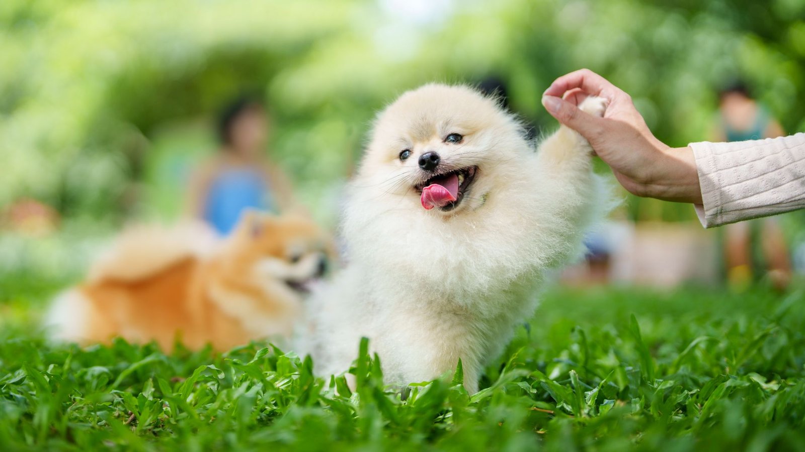 Jenis Anjing Kecil yang Cocok untuk Tinggal di Apartemen