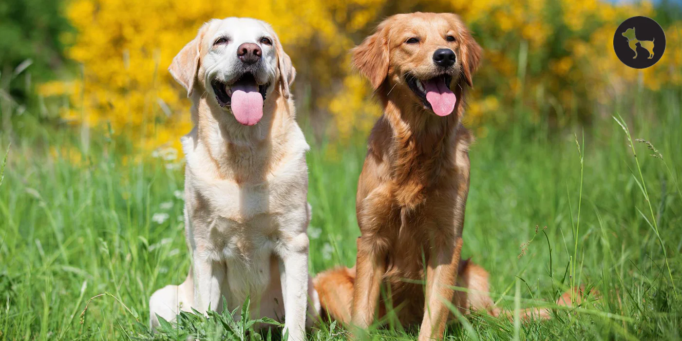 Kenali Perbedaan Golden Retriever dan Labrador Retriever