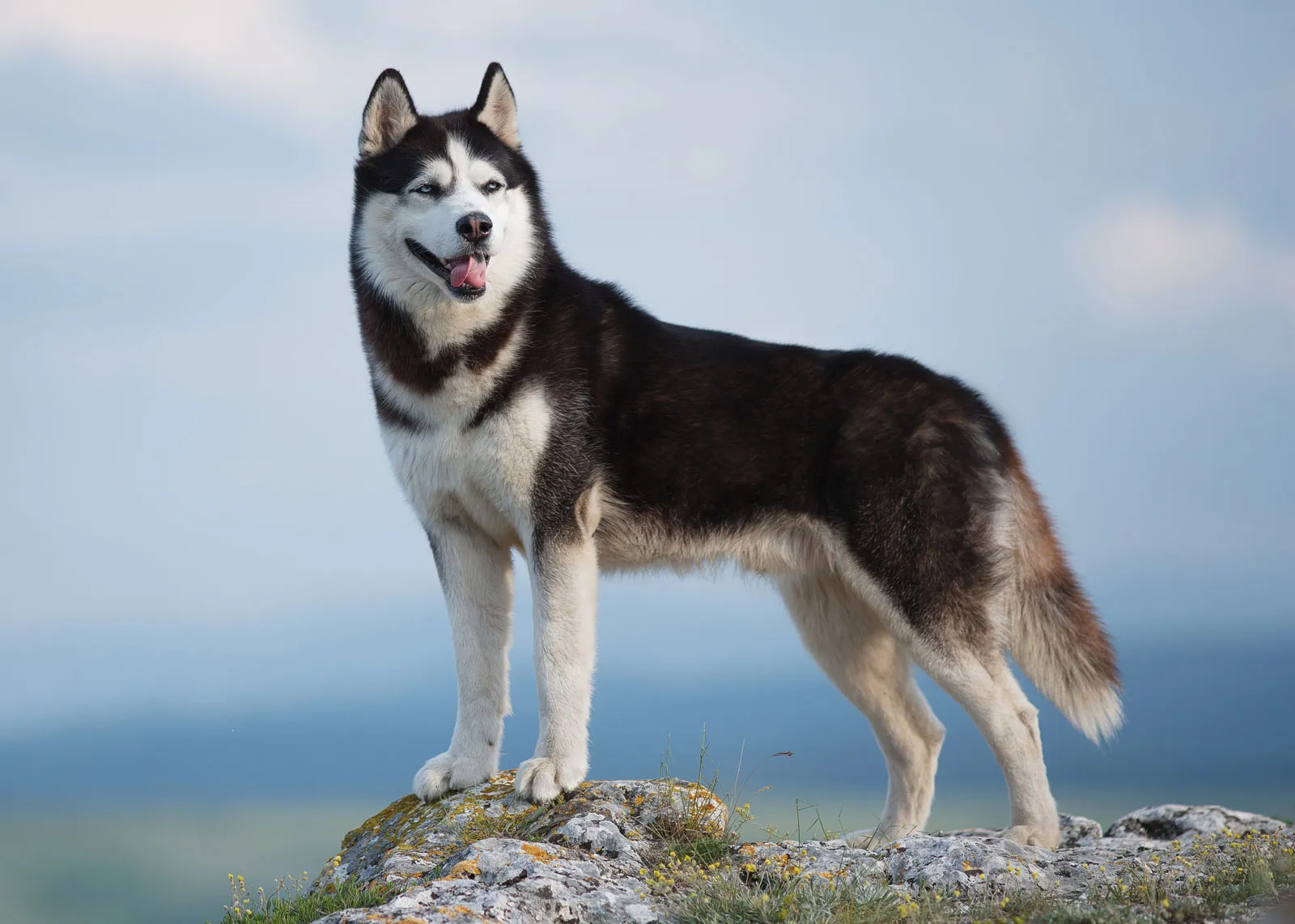 Memahami Karakter Siberian Husky Sebelum Dipelihara
