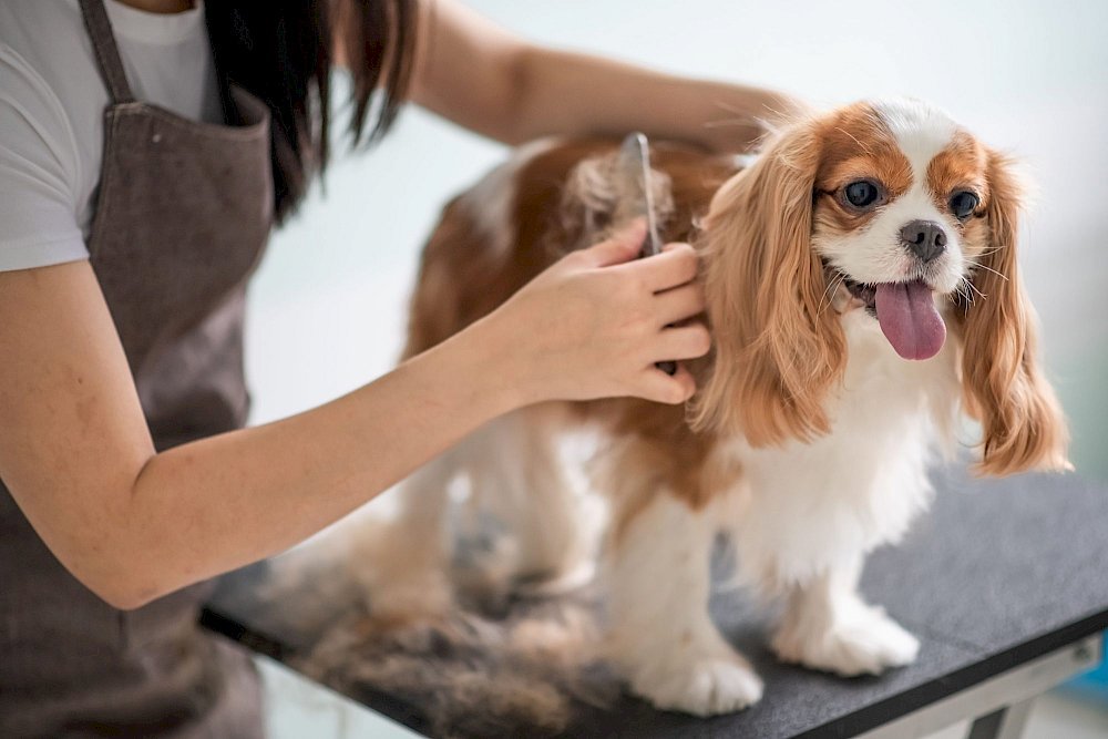 Mengapa Grooming Rutin Penting untuk Kesehatan Anjing