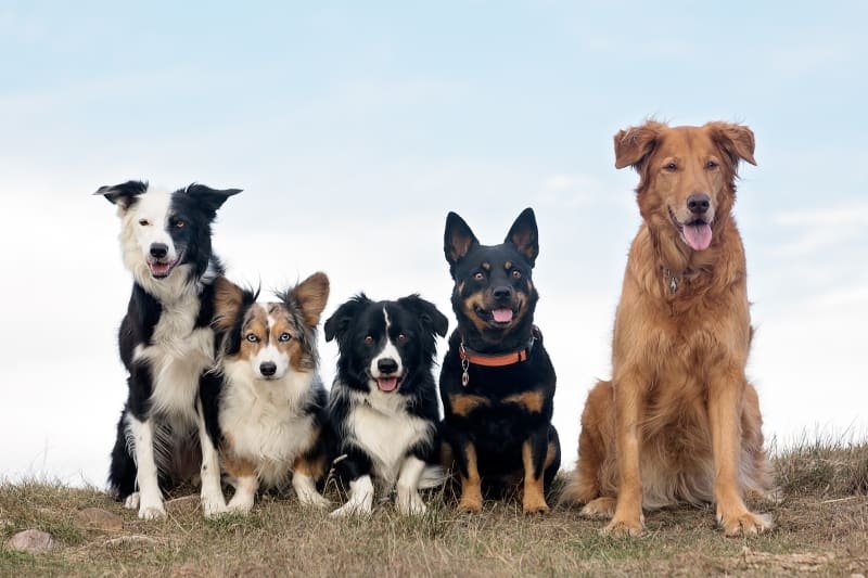Panduan Memilih Jenis Anjing untuk Keluarga Muda