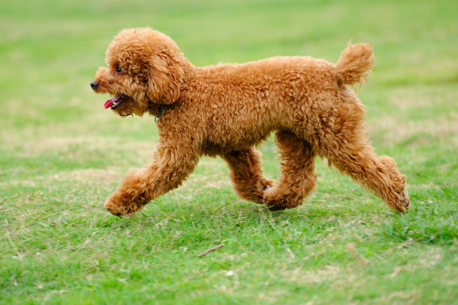 Poodle Toy, Miniature, dan Standard Mana yang Cocok