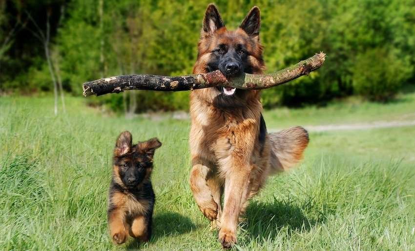 Puppy atau Anjing Dewasa: Mana yang Sebaiknya Dipilih?