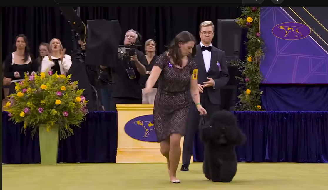 Ring Walk Terindah di Westminster Dog Show 2026: Apa yang Membuat Penampilan Anjing Begitu Memukau?