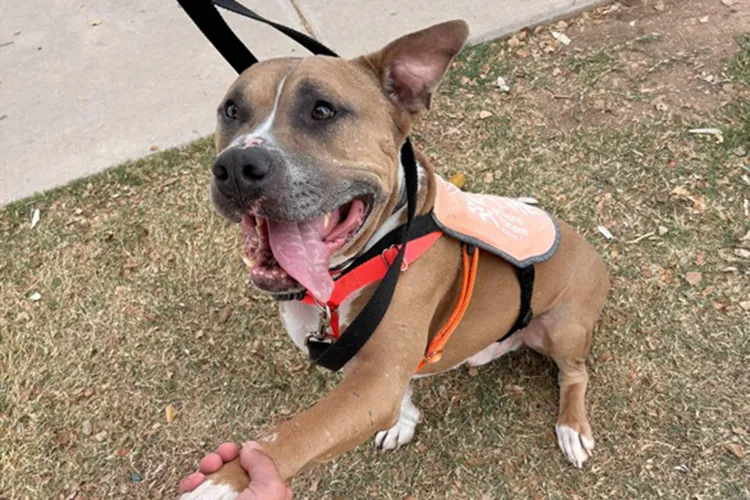 Rowlan, Anjing Rescue Tipe Pit Bull, Menjadi Donor Darah bagi Seekor Pug