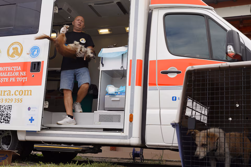 Shelter Rumania Sterilkan Hampir 40.000 Anjing, Tawarkan Alternatif Selain Pemusnahan