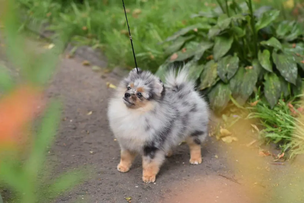Tiga Pomeranian Dicuri dari Tempat Karantina di Irlandia, Microchip Anjing Telah Ditandai
