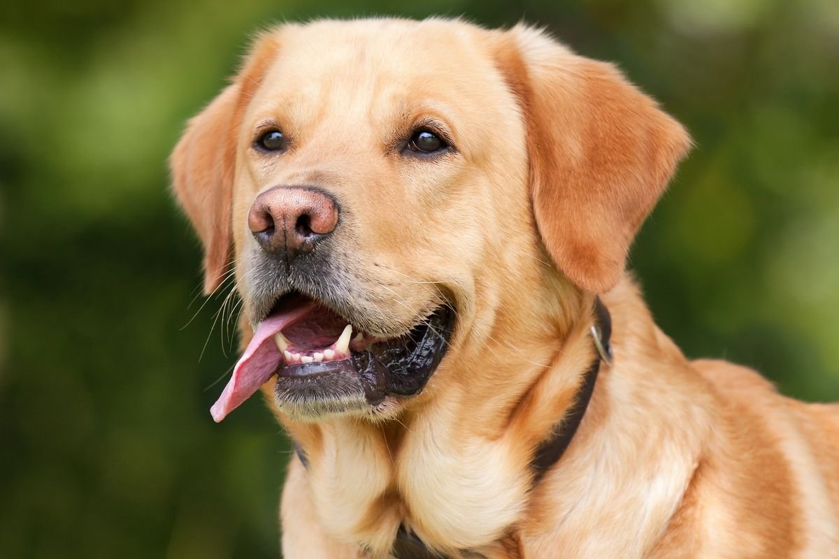 Tips Menjaga Berat Badan Ideal pada Anjing Dewasa