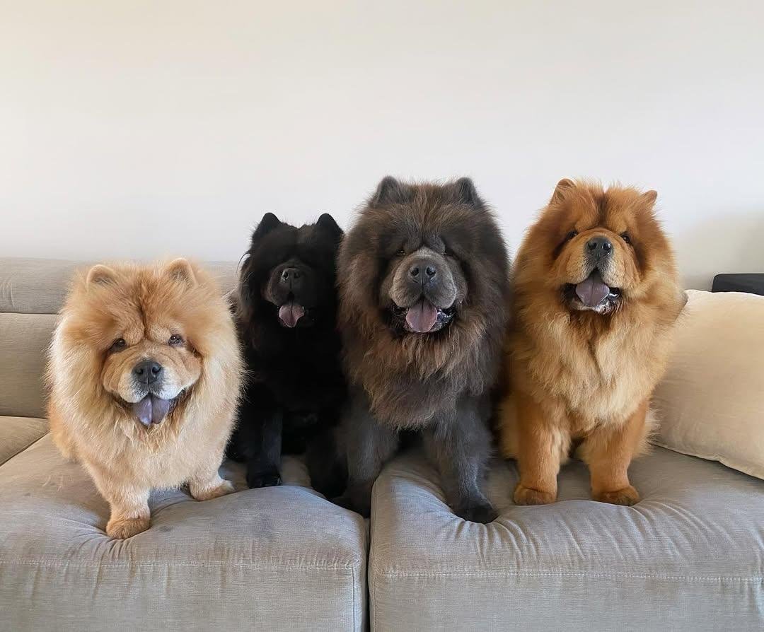 Warna Chow Chow yang Diakui: Merah, Hitam, Biru, Cinnamon, dan Cream
